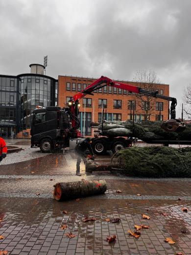 Der Baum wurde angesägt...