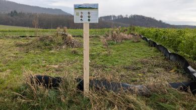 Hinweistafel zu Maßnahmen für die Mauereidechse in Pferchäcker.